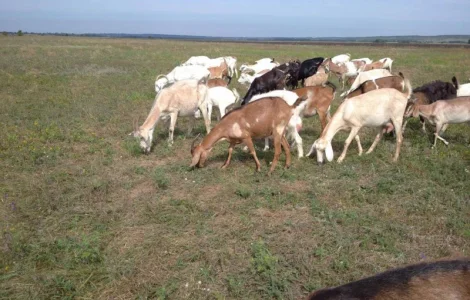 Продам нубійських річних козочок