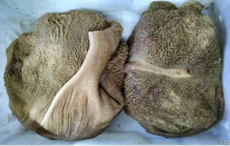 Продам Желудки Говяжьи Мытые
