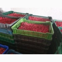 Куплю ягоды малины и других фруктов