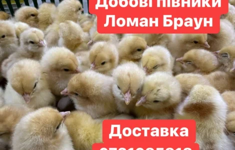Добові курчата Ломан Браун Цыплята Ломан Браун суточные
