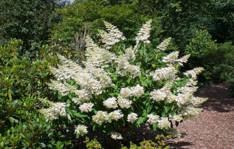 Гортензія волотиста Grandiflora
