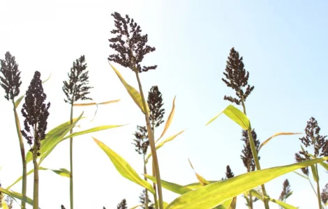 Цукрове сорго SS-506