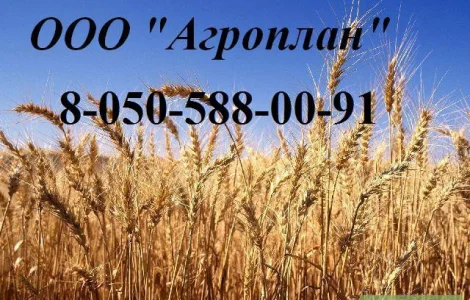 Головневые, синегузочные и проросшие: пшеницу, кукурузу