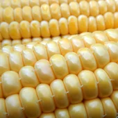 Организация закупает зерновые, отходы зерновых, крупы и другую продукцию