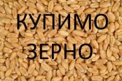 Куплю зерно, зерноотходи