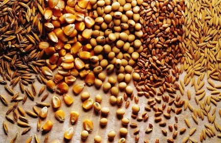 Зерновідходи куплю. Купую відходи зернових