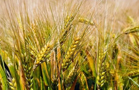 Постоянно закупаем зерноотходы