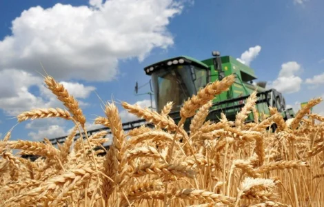 Постійно купуємо зерновідходи