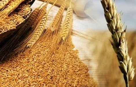 Закупаем зерноотходы подсолнечника, сои, кукурузы, пшеницы
