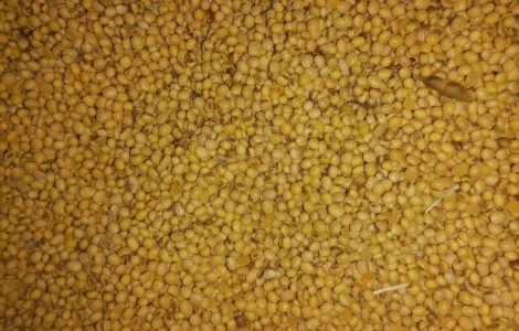 Зерно: соя, кукурудза, ячмінь куплю