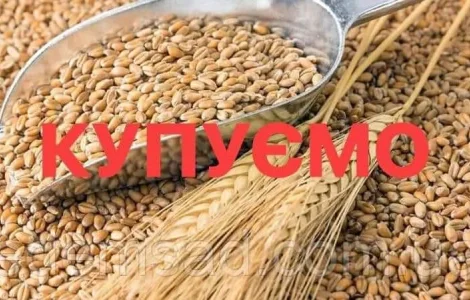 Закупаем некондиционную пшеницу и кукурузу. Проросшую, головневую, испорченную с запахом