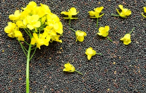 Купую пшеницю, рапс, кукурудзу