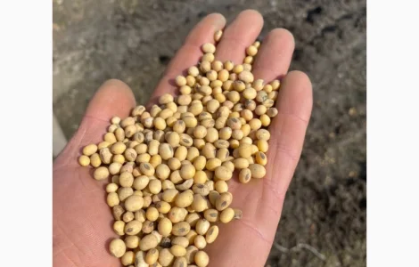 Куплю рипк сою соняшник горох кукурузу пшеницю ячминь