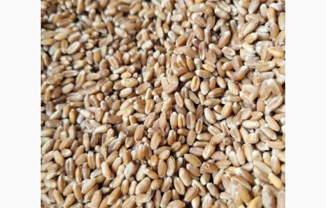 Продам пшеницу 3 класс