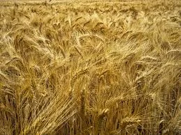 Семена пшеницы твердой сорта Нащадок элита 1 репродукция