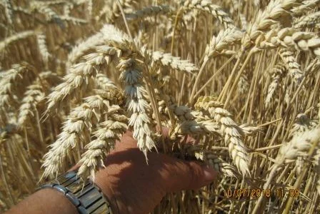 Насіння пшениці Катруся Одеська (ЕЛІТА) - продаж