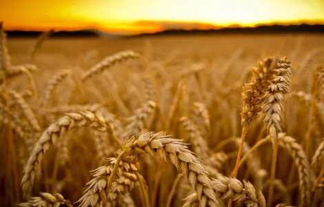 Насіння озимої пшениці Шпалівка в продажу