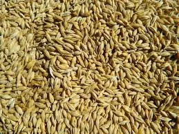 Закупаем кукурузу и зерновые продукты
