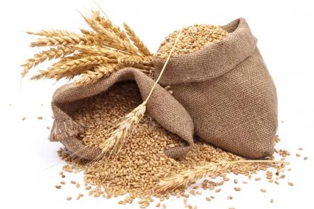 Продажа пшеницы фуражной и классной на экспорт