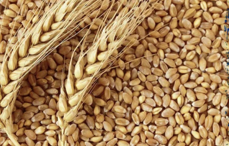 Куплю пшеницю з доставкою в РИГУ