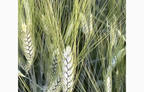 Насіння полби ярої Голіковська