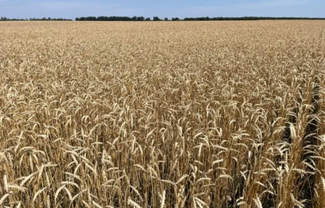 Насіння ярої пшениці в продажу