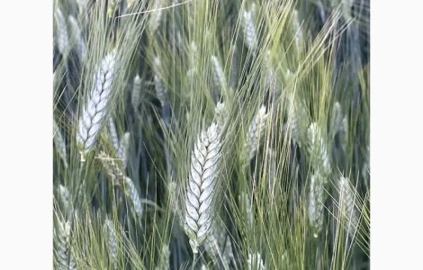 Насіння пшениці ярої твердої Деміра