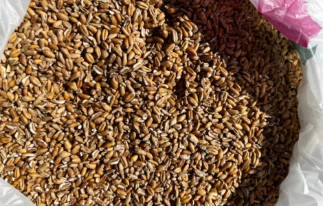 Підприємство закуповує зерновідходи пшениці