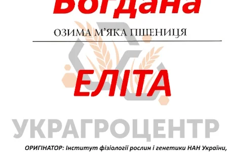 Насіння озимої пшениці БОГДАНА еліта 2025р