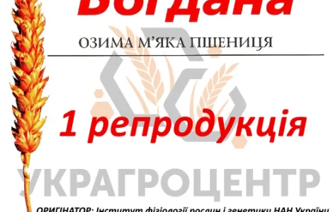 Насіння озимої пшениці БОГДАНА 1 репродукція 2025р