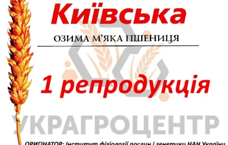 Насіння озимої пшениці ДАРИНКА КИЇВСЬКА 1 репродукція 2025р
