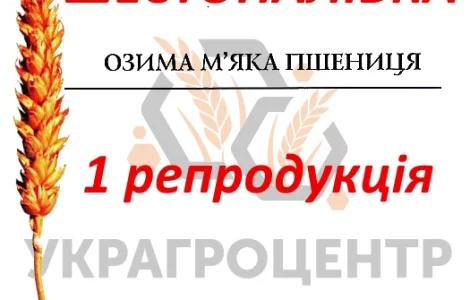 Насіння озимої пшениці Шестопалівка 1 репродукція ФГ БОР 2025г