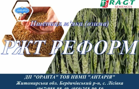 Продажа семян озимой пшеницы РЖТ РЕФОРМ