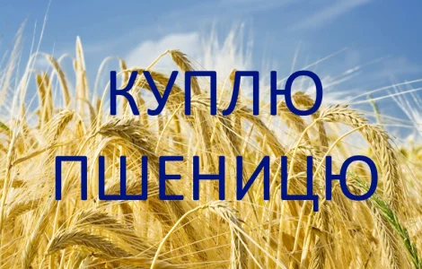 Закупаємо пшеницю 2 та 3 класів