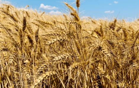 Насіння озимої пшениці Софру Lidea France(СН-1 репрод.) Дніпропетровська обл