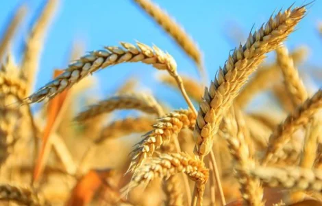 Насіння озимої пшениці Сорріал Lidea France - продаж у Дніпрі