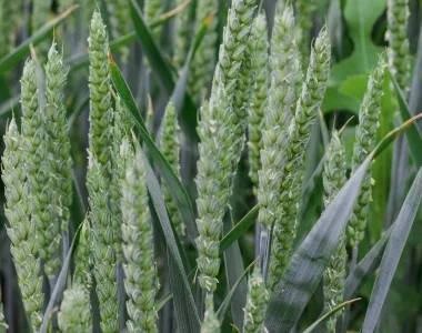 Насіння озимой пшеницы Мулан NPZ Lembke (элита/СН-1 репродукция) в продаже