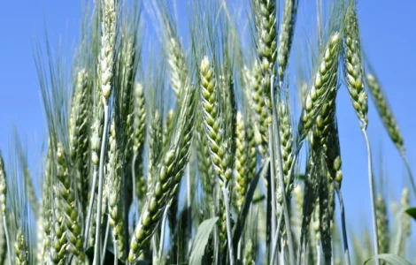 Пшениця озима сорт Соліндо на продажу