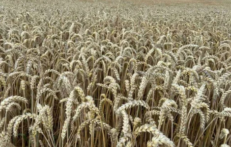 Насіння озимої пшениці 1 репродукції в ассортименте