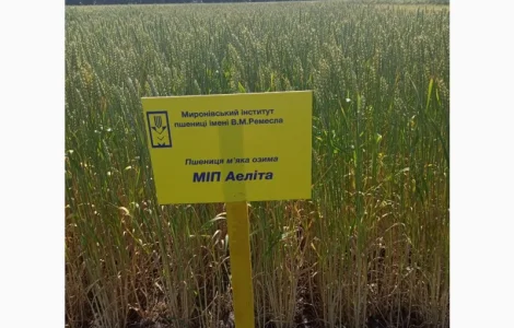 Продажа пшеницы сорта МІП Феєрія