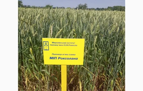 МІП Роксолана - пшениця м'яка озима