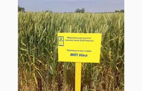 Озима пшениця сорту МІП Ніка