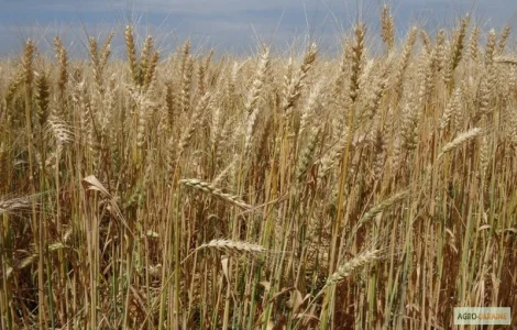 Семена озимой пшеницы - Мирлена (элита)