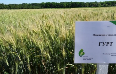 Семена озимої пшениці Гурт (еліта) у продажу
