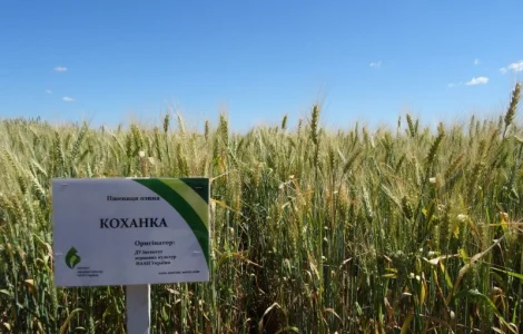 Семена озимої пшениці Коханка (еліта) - продаж