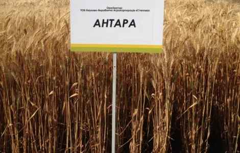 Семена озимой пшеницы сорта АНТАРА