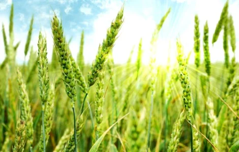 Херсонская Безостая (Овидий) (доступна держ компенсация)