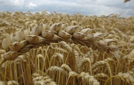 Пшениця м’яка озима Вежа миронівська