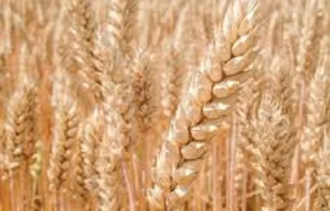 Семена озимой пшеницы ОВИДИЙ