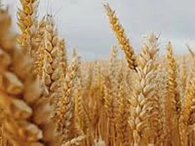 Насіння озимої пшениці Егмонт LG – високий урожай